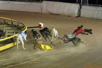kays-greys ban-greyhound-racing-now